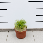 Borovica himalájska (Pinus wallichiana) – výška 15-25 cm, kont. C3L